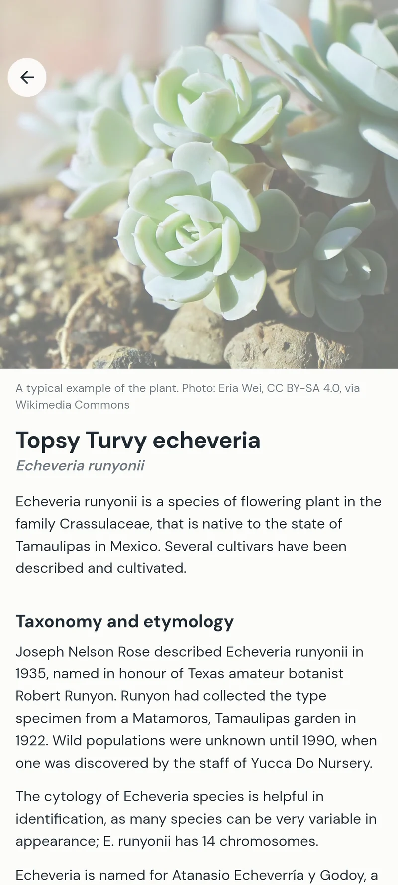 Reading the full Wikipedia article on a Topsy Turvy echeveria, with its reference photo, inside PlantHaven