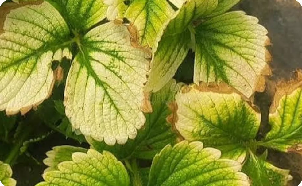 Strawberry leaves turning yellow between green veins, with brown damaged edges