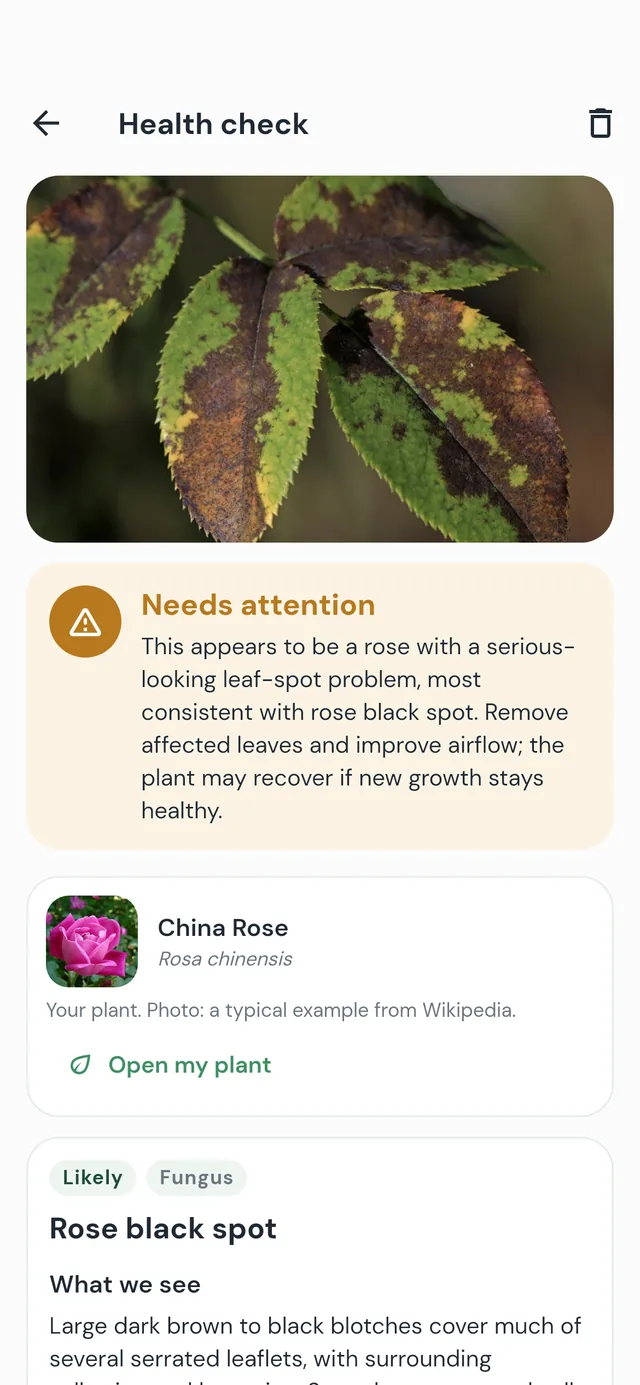 A plant health check result: rose black spot, needs attention, with what to do